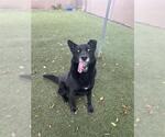 Small #2 German Shepherd Dog Mix