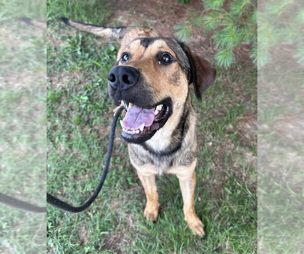 Medium Photo #10 Mutt Puppy For Sale in Evansville, IN, USA