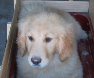 Golden Retriever Puppy for sale in MOBERLY, MO, USA