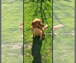 Small Photo #1 Golden Retriever Puppy For Sale in ELVERTA, CA, USA