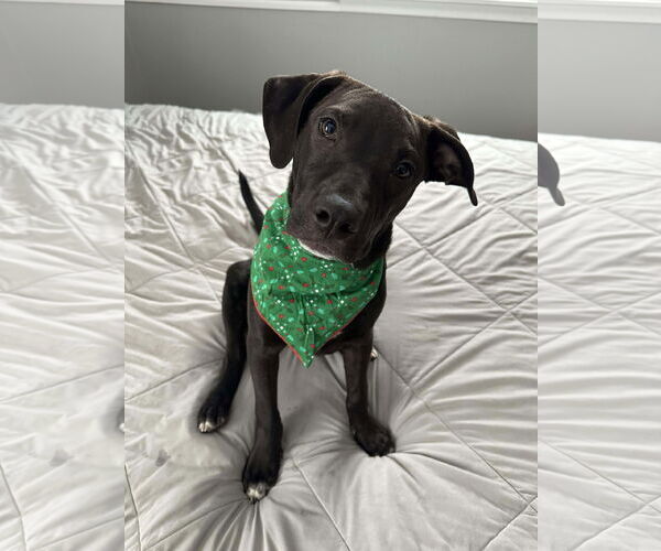 Medium Photo #2 American Pit Bull Terrier-Unknown Mix Puppy For Sale in Minneapolis, MN, USA