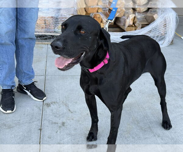 Medium Photo #4 Labrador Retriever Puppy For Sale in Clovis, CA, USA