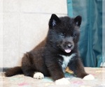 Image preview for Ad Listing. Nickname: Helio