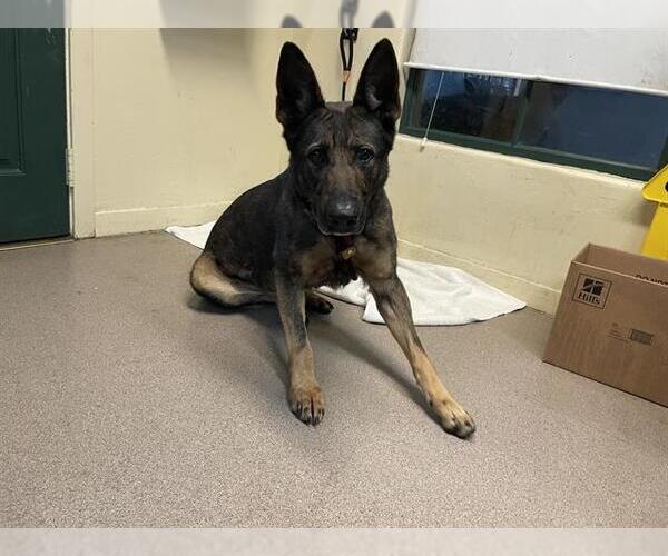 Medium Photo #1 German Shepherd Dog Puppy For Sale in Pasadena, CA, USA