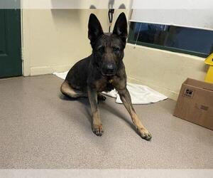 German Shepherd Dog Dogs for adoption in Pasadena, CA, USA