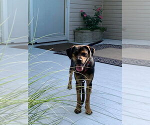 MADDIE - Female Mutt Dog for Adoption - Photo #7