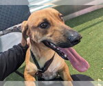 Small #7 Dachshund Mix