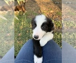Small Photo #4 Border Collie Puppy For Sale in GUSTINE, CA, USA