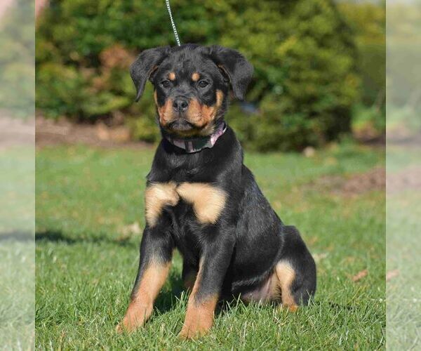 Medium Photo #4 Rottweiler Puppy For Sale in DANVILLE, PA, USA