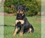 Small Photo #4 Rottweiler Puppy For Sale in DANVILLE, PA, USA