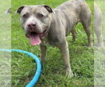 Small #5 American Pit Bull Terrier