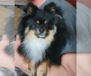 Father of the Pomeranian puppies born on 06/01/2022
