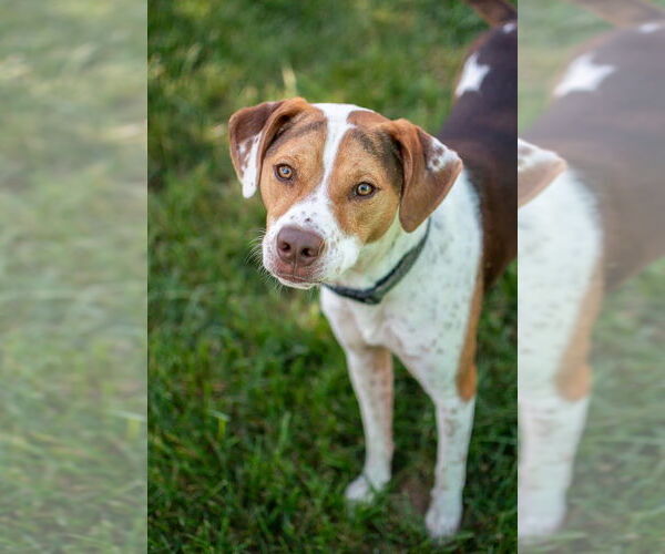 Medium Photo #4 Beagle-Unknown Mix Puppy For Sale in Germantown, OH, USA