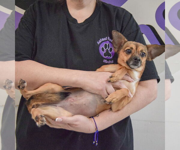 Medium Photo #5 Chipin Puppy For Sale in Huntley, IL, USA