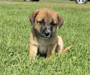 Rat Terrier Puppy for sale in WITHEE, WI, USA