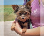 Small #3 Mutt