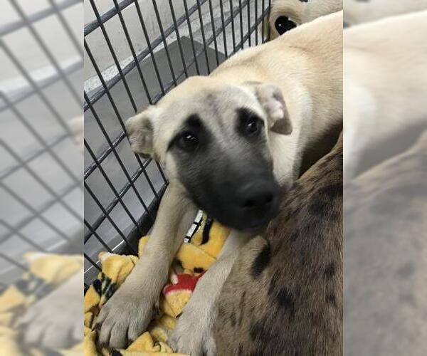 Medium Photo #1 Catahoula Leopard Dog-Unknown Mix Puppy For Sale in Conroe, TX, USA