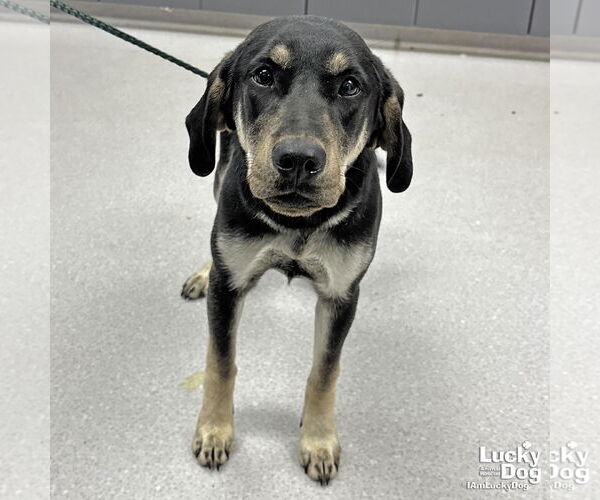 Medium Photo #3 Labrador Retriever-Unknown Mix Puppy For Sale in Washington, DC, USA