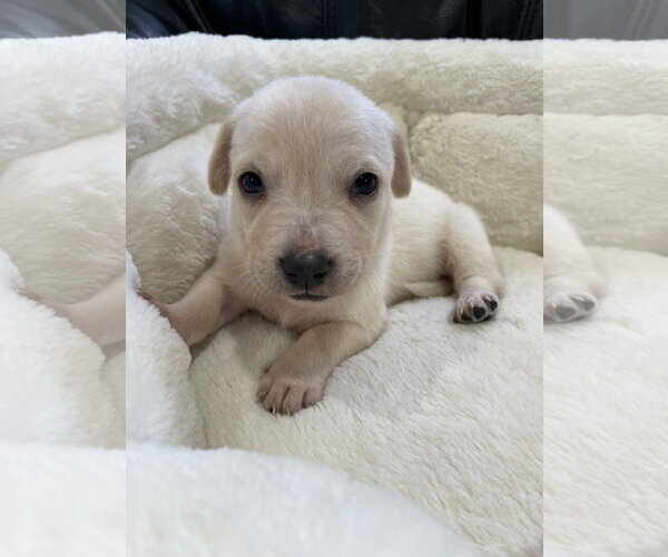 Medium Photo #21 Mutt Puppy For Sale in Derwood, MD, USA