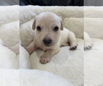 Small #20 Mutt