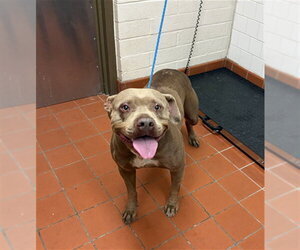 Mutt Dogs for adoption in Camarillo, CA, USA