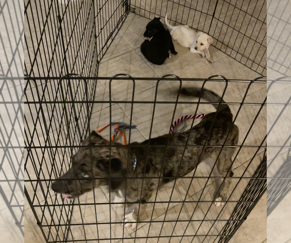 Medium Photo #5 Australian Shepherd Puppy For Sale in The Woodlands, TX, USA