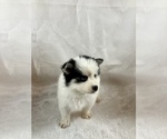 Small #2 Pomsky
