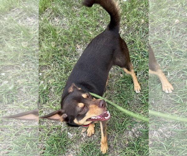 Medium Photo #5 Australian Kelpie-Miniature Pinscher Mix Puppy For Sale in Sanford, FL, USA