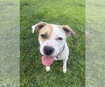 Small #1 American Staffordshire Terrier-Boxer Mix