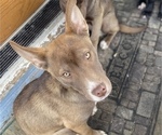 Small Photo #5 American Pit Bull Terrier-Siberian Husky Mix Puppy For Sale in IRONDEQUOIT, NY, USA