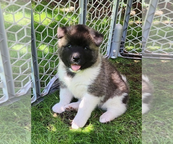 Medium Photo #2 Akita Puppy For Sale in LAKEBAY, WA, USA
