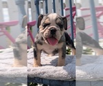 Small Photo #18 English Bulldog Puppy For Sale in GOSHEN, IN, USA
