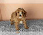 Puppy Bentley Golden Cavadoodle