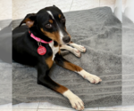 Small #2 Miniature Pinscher Mix