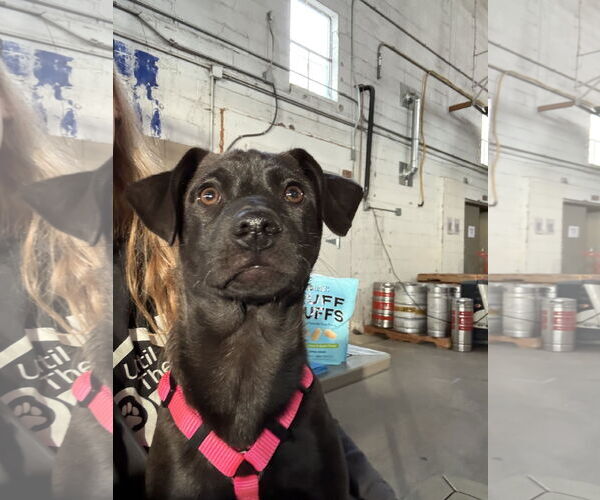 Medium Photo #2 Mutt Puppy For Sale in Fort Collins, CO, USA