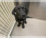 Small Mastiff Mix