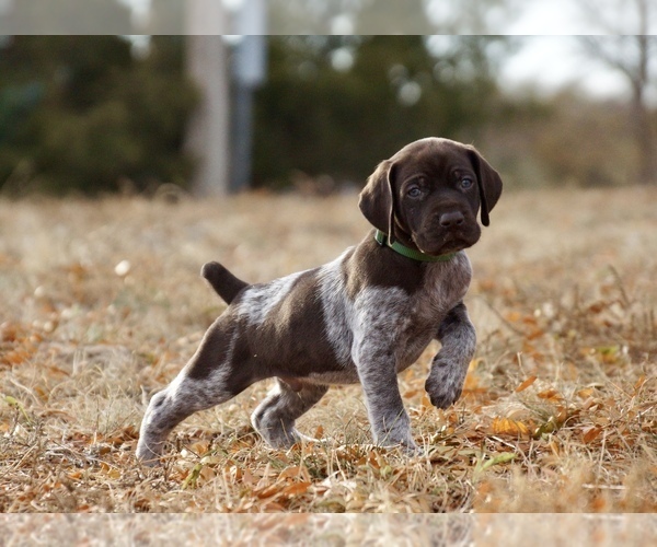 Medium Photo #1 German Shorthaired Pointer Puppy For Sale in LEWELLEN, NE, USA