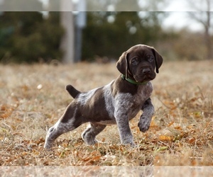 German Shorthaired Pointer Puppy for sale in LEWELLEN, NE, USA