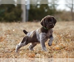 Small Photo #1 German Shorthaired Pointer Puppy For Sale in LEWELLEN, NE, USA
