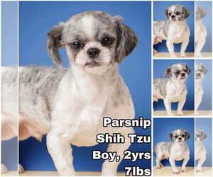 Shih Tzu Dogs for adoption in Seattle, WA, USA