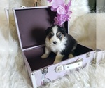 Small #11 Australian Shepherd