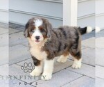 Small #3 Bernedoodle (Miniature)