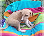 Small #3 Labrador Retriever Mix