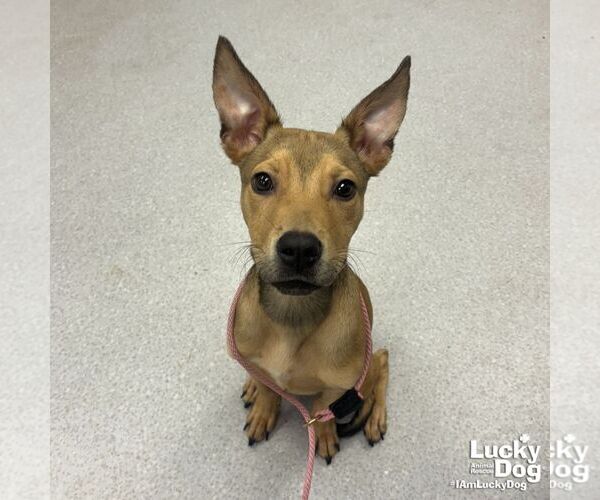 Medium Photo #1 Mutt Puppy For Sale in Washington, DC, USA