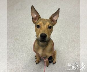 Mutt Dogs for adoption in Washington, DC, USA