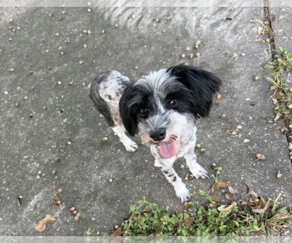 Medium Photo #5 Miniature Schnauzer-Unknown Mix Puppy For Sale in Oakhurst, NJ, USA