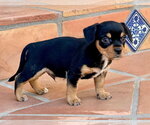 Small #2 Mutt