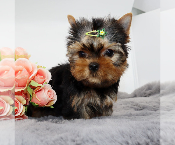 Medium Photo #2 Yorkshire Terrier Puppy For Sale in LOS ANGELES, CA, USA
