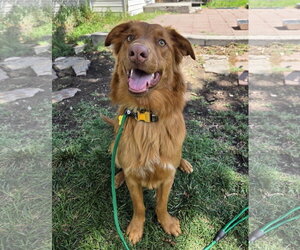 Weiser - Male Retriever -Unknown Mix Dog for Adoption - Photo #4