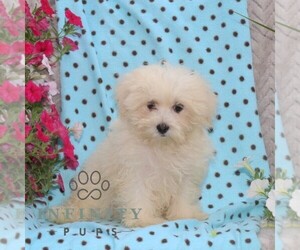 Maltese Puppy for sale in RISING SUN, MD, USA